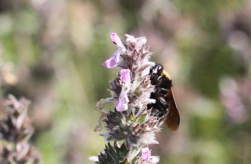 Réf. 246 930 : Bombus argillaceus